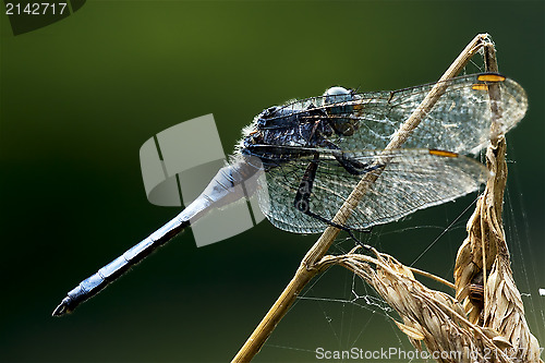 Image of  dragonfly  and web