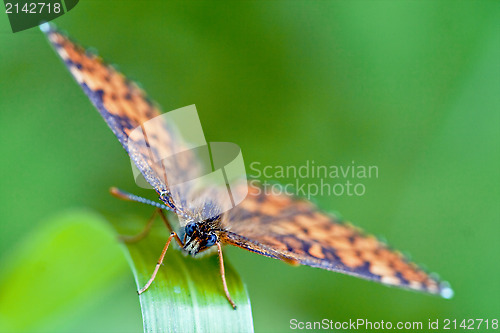 Image of front of wild brown orange butterfly  on a green leaf 