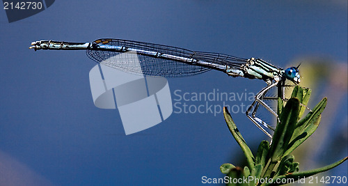 Image of blue dragonfly coenagrion puella 