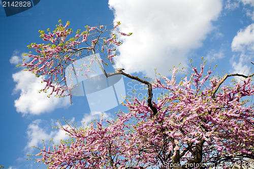 Image of spring in Paris