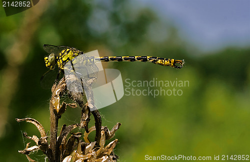 Image of web and anax imperator