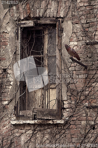 Image of window and pigeon