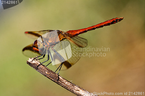 Image of dragonfly and sky