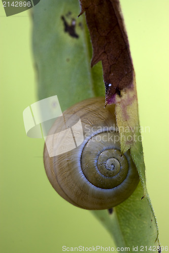 Image of  brown snail gastropoda  phyla minori 