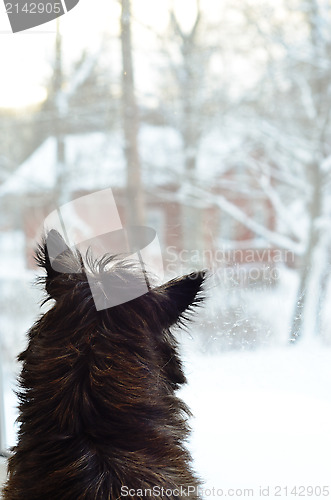 Image of dog looking out the window