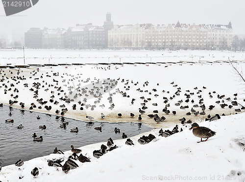 Image of many ducks on the pond in winter