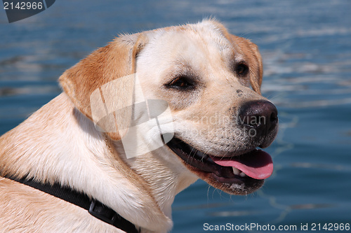 Image of Labrador retriever