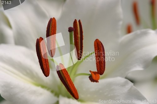 Image of Lilly closeup, extreme