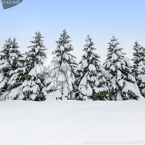 Image of Fir trees covered by snow, winter beauty