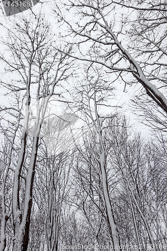 Image of Trees covered by snow