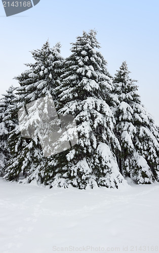 Image of Fir trees covered by snow
