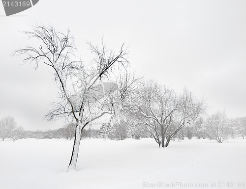 Image of Trees in winter blizzard