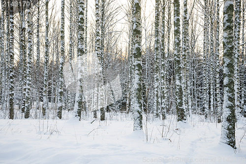 Image of Birch tree forest in winter