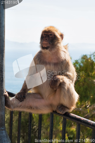 Image of Cute ape in Gibraltar