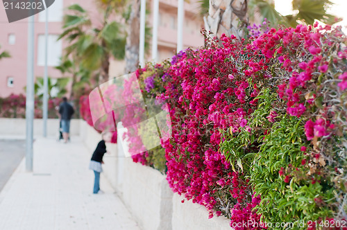 Image of Beautiful fence of purple flowers bougainvillea