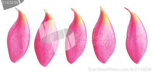 Image of petals