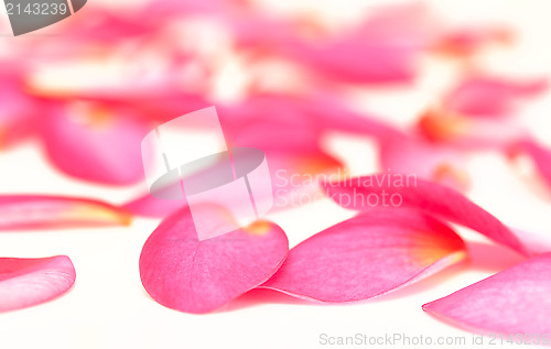 Image of pink petals