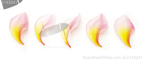Image of frangipani petals