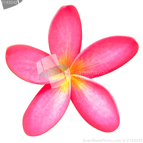 Image of frangipani