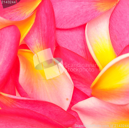 Image of flower petals