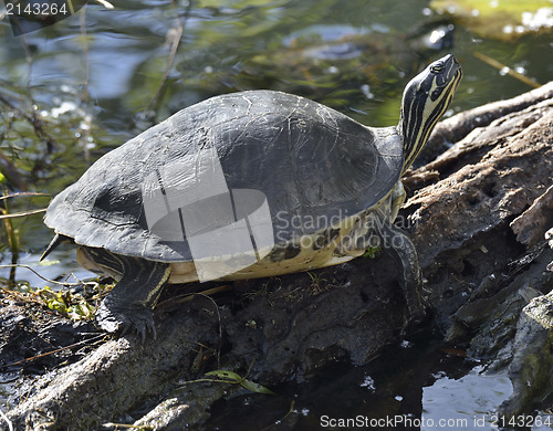 Image of Turtle