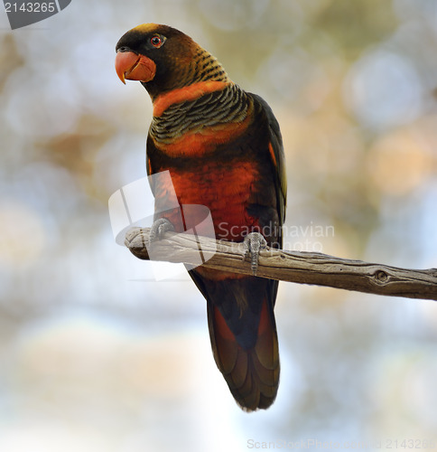 Image of Colorful Parrot