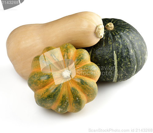 Image of Squash 