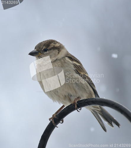 Image of Sparrow