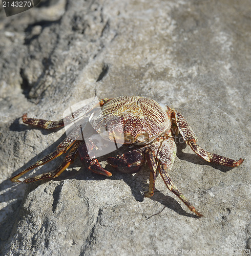 Image of Colorful Crab