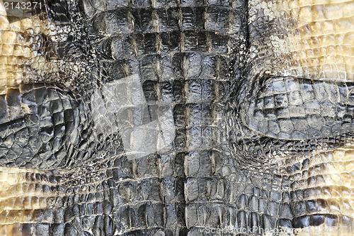 Image of Alligator Skin