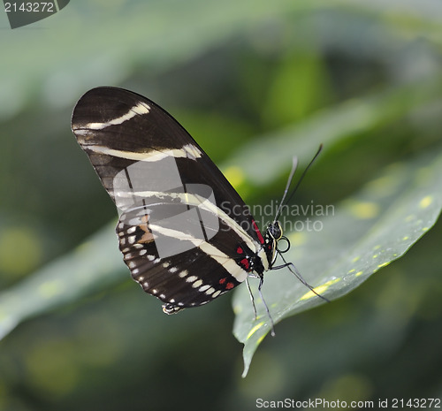 Image of Tropical Butterfly