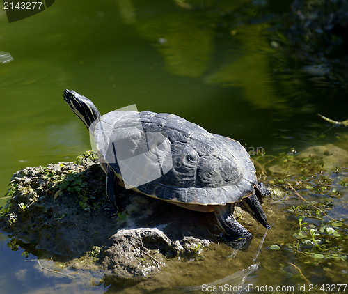 Image of Turtle 