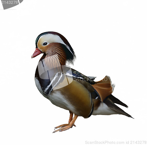 Image of Mandarin Duck