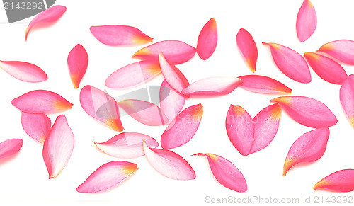 Image of pink petals