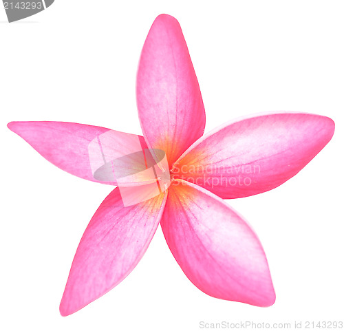 Image of frangipani