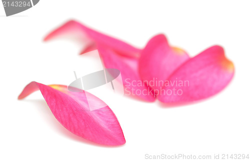 Image of petals