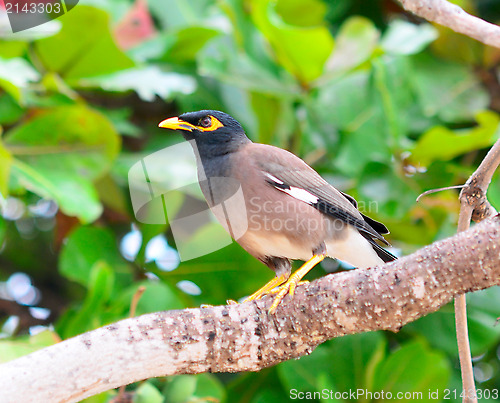 Image of common myna