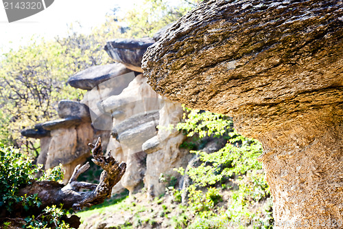 Image of Imaginative forest landscape