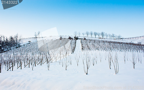 Image of Tuscany: wineyard in winter