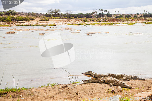 Image of Kenian crocodiles