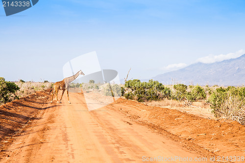 Image of Free Giraffe in Kenya