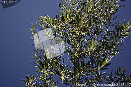 Image of Olive Tree