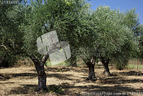 Image of Olive Trees