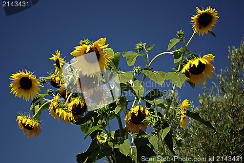 Image of Sunflowers