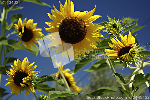 Image of Sunflowers