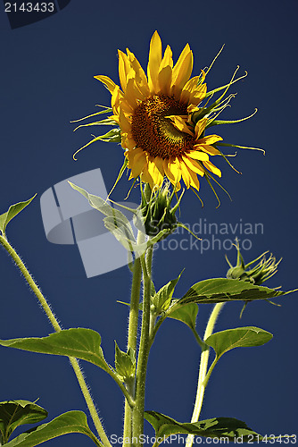 Image of Sunflowers