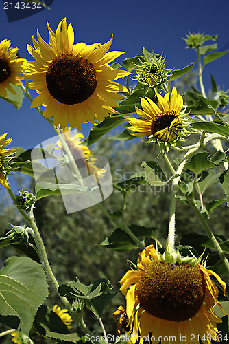 Image of Sunflowers