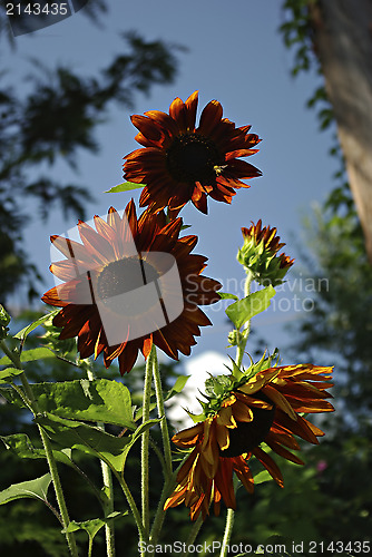 Image of Sunflowers