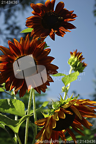 Image of Sunflowers