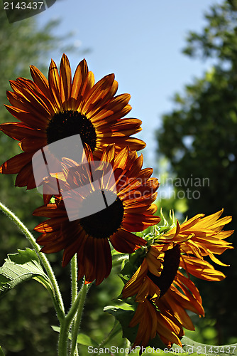 Image of Sunflowers